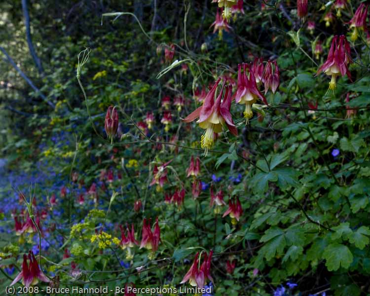 COLUMBINE COLLECTION